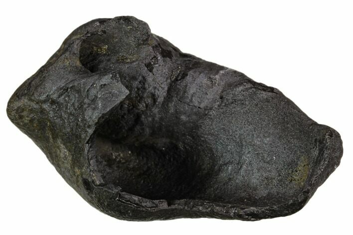 Fossil Whale Ear Bone - Miocene #130233